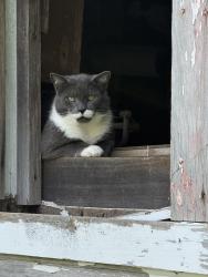 Found/Stray Unknown Cat last seen Blades road, West Polk Township, MO 65610