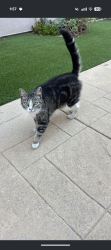 Reunited Female Cat last seen Fleming Middle School, Lomita, CA 90717