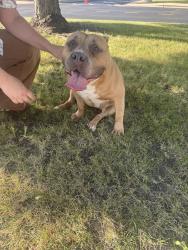 Found/Stray Unknown Dog last seen Conrad Fischer Elementary School, Elmhurst, IL 60126