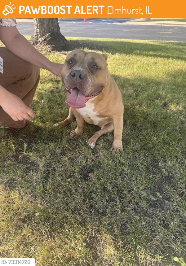 Found/Stray Unknown Dog last seen Conrad Fischer Elementary School, Elmhurst, IL 60126