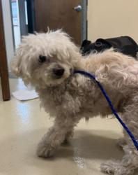 Shelter Stray Male Dog last seen TCAS, 1950 Stevenson Blvd, Fremont, CA 94538, USA
