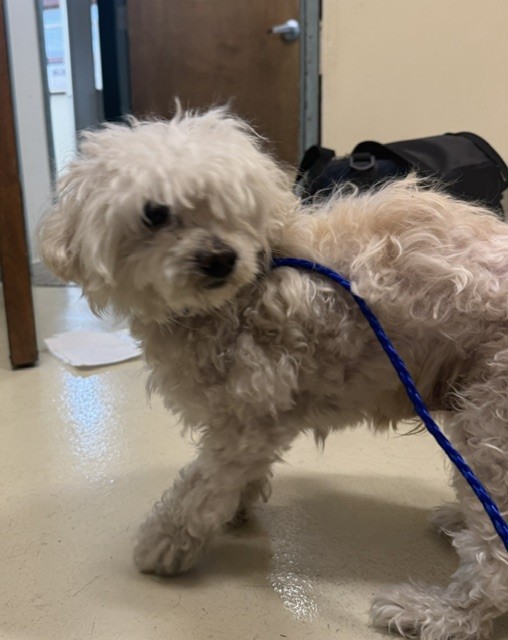 Shelter Stray Male Dog last seen TCAS, 1950 Stevenson Blvd, Fremont, CA 94538, USA