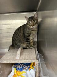 Shelter Stray Male Cat last seen , 3201 Lacy St, Los Angeles, CA 90031, USA