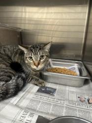 Shelter Stray Male Cat last seen , 3201 Lacy St, Los Angeles, CA 90031, USA