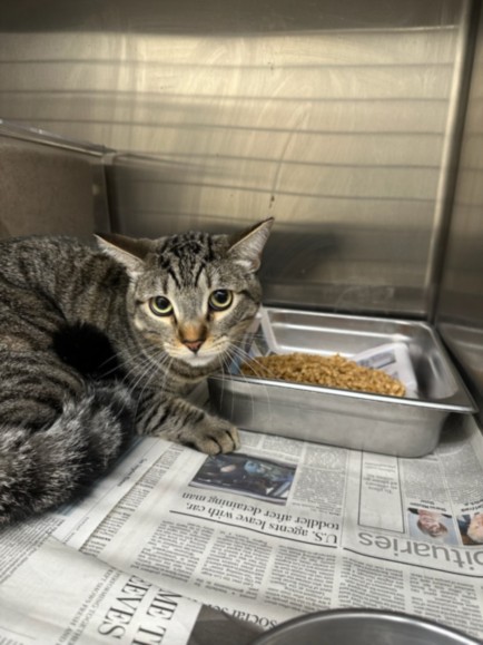 Shelter Stray Male Cat last seen , 3201 Lacy St, Los Angeles, CA 90031, USA
