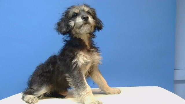 Shelter Stray Male Dog last seen , 216 W Victoria St, Gardena, CA 90248, USA