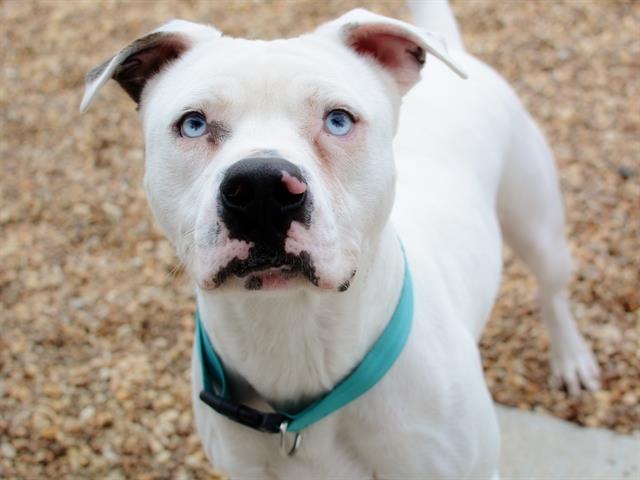 Shelter Stray Male Dog last seen OS, MULTIPLE BITES, 2020 Forest St, Jacksonville, FL 32204, USA
