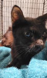 Shelter Stray Female Cat last seen Near BLOCK E FORMOSA, 4710 TX-151, San Antonio, TX 78227, USA