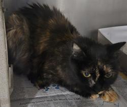 Shelter Stray Female Cat last seen , 5210 W Ave I, Lancaster, CA 93536, USA