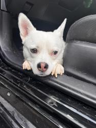 Reunited Male Dog last seen Glenview, KFC parking lot, North Richland Hills, TX 76180