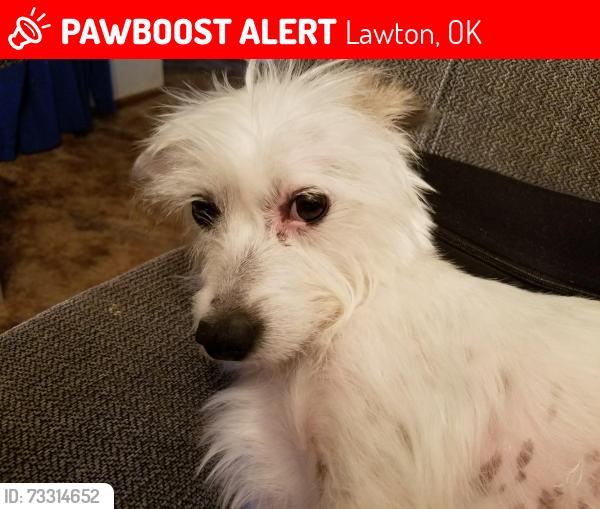 Lost Male Dog last seen NW 63rd St and NW Compass Ave, Lawton, OK 73505