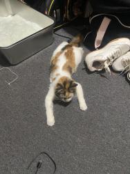 Lost Female Cat last seen Near S Broadway, Los Angeles, CA 90061, Los Angeles, CA 90061