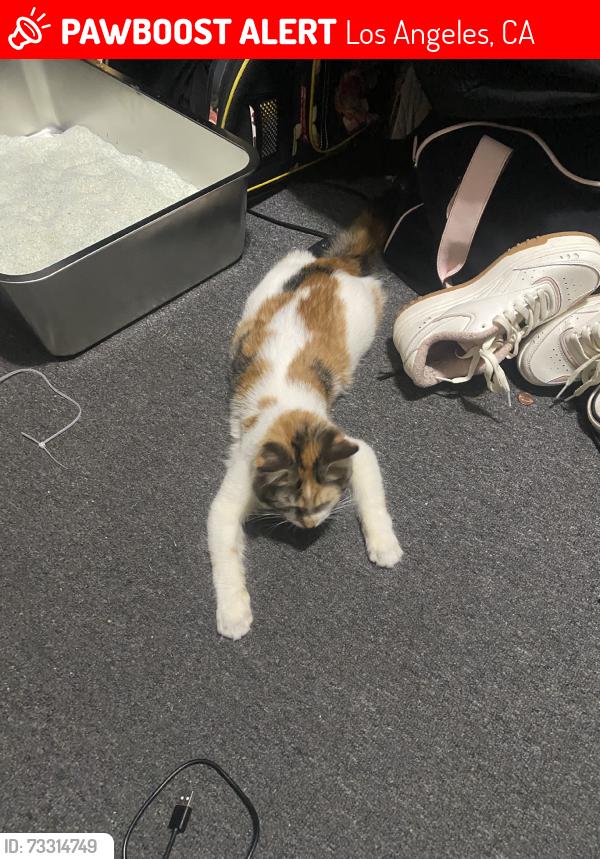 Lost Female Cat last seen Near S Broadway, Los Angeles, CA 90061, Los Angeles, CA 90061