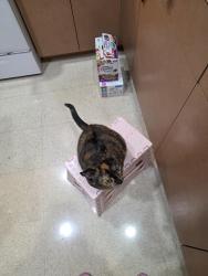 Reunited Female Cat last seen Lake worth and Military trl, Greenacres, FL 33463