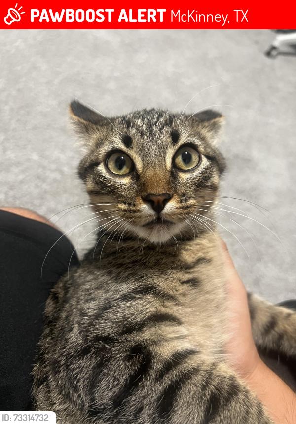 Lost Male Cat last seen Near rushing river way, McKinney, TX 75071