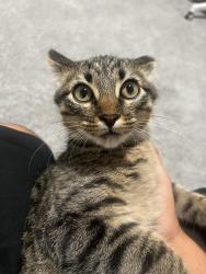 Lost Male Cat last seen Near rushing river way, McKinney, TX 75071