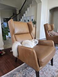 Reunited Male Cat last seen S.austin shore and Johns Purchase, Cypress, TX 77433