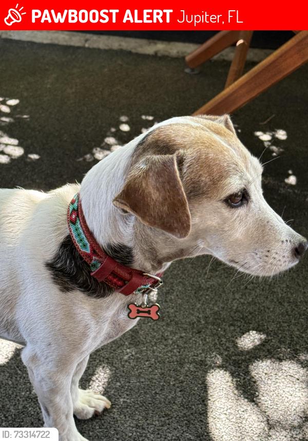 Lost Female Dog last seen SE Loxahatchee River Rd x SE Jupiter Rd, Jupiter, FL 33458