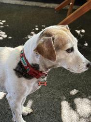 Lost Female Dog last seen SE Loxahatchee River Rd x SE Jupiter Rd, Jupiter, FL 33458