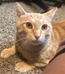 Lost Male Cat last seen Edge rock rd/ Wynstone way, Rockton, IL 61072