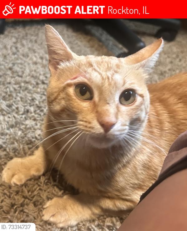 Lost Male Cat last seen Edge rock rd/ Wynstone way, Rockton, IL 61072