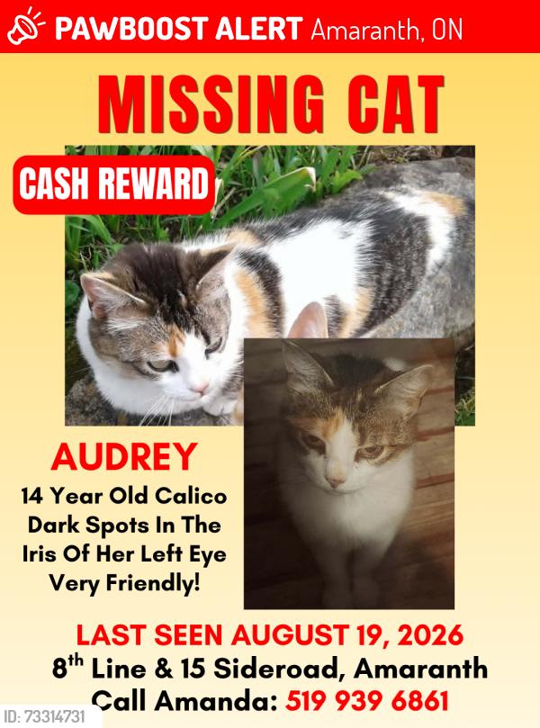 Lost Female Cat last seen 8th Line and 15 Sideroad, Amaranth, ON 