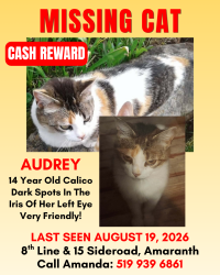 Lost Female Cat last seen 8th Line and 15 Sideroad, Amaranth, ON 