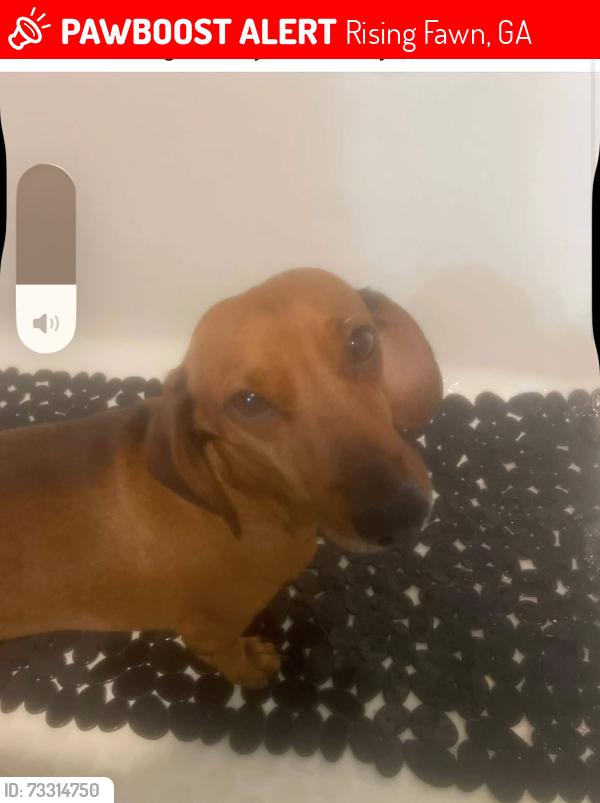 Lost Male Dog last seen Rising fawn, Rising Fawn, GA 30738