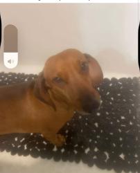 Lost Male Dog last seen Rising fawn, Rising Fawn, GA 30738