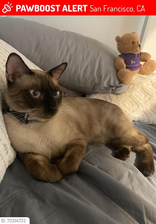 Lost Male Cat last seen Turk and Leavenworth San Francisco, San Francisco, CA 94102