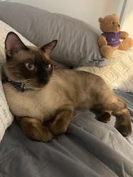 Lost Male Cat last seen Turk and Leavenworth San Francisco, San Francisco, CA 94102