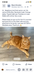 Lost Male Cat last seen third and grand view, Los Angeles, CA 90057
