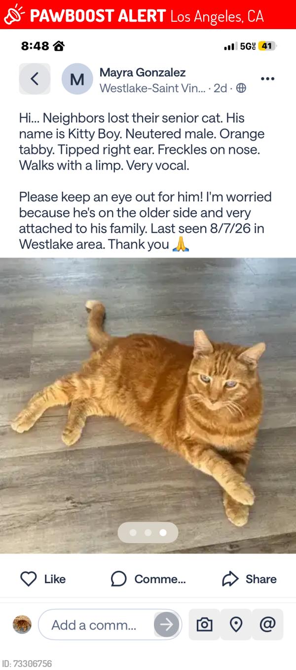 Lost Male Cat last seen third and grand view, Los Angeles, CA 90057