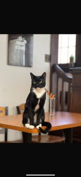 Lost Female Cat last seen Near horizon road, Burnsville, MN 55337