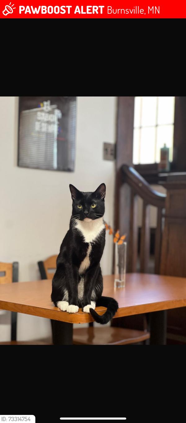 Lost Female Cat last seen Near horizon road, Burnsville, MN 55337