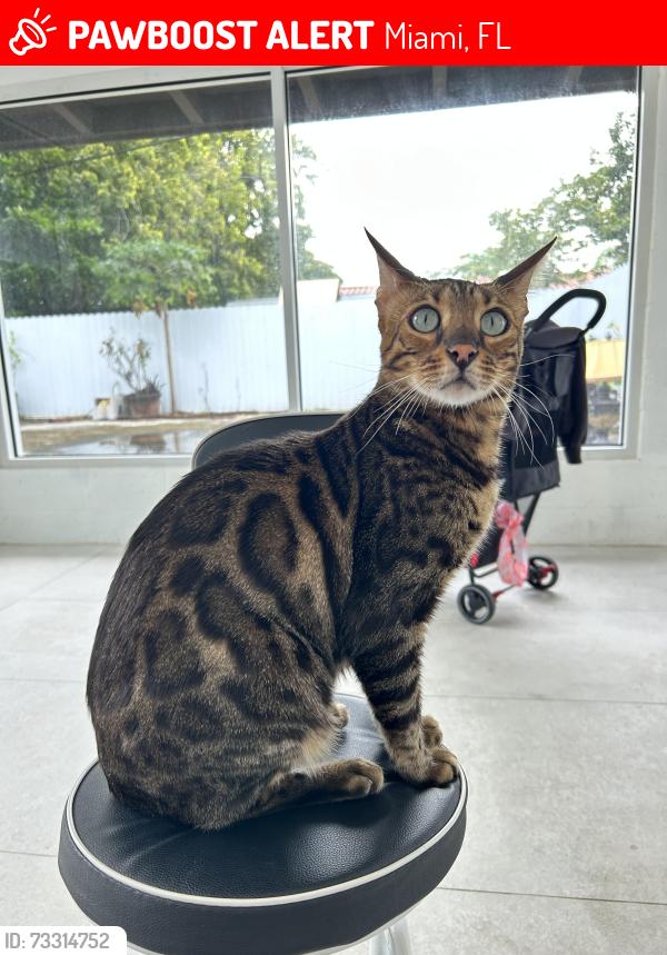 Lost Male Cat last seen Westchester, Olympia heights area, Miami 33165, Miami, FL 33165
