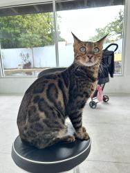 Lost Male Cat last seen Westchester, Olympia heights area, Miami 33165, Miami, FL 33165