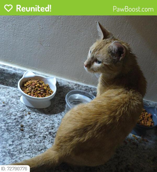 Reunited Male Cat last seen Near W Wellington Ave and Long Ave, Chicago, IL 60641