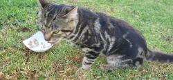 Found/Stray Male Cat last seen Civic Center and N Bristol Street, Santa Ana, Santa Ana, CA 92703