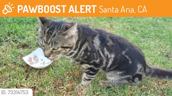 Found/Stray Male Cat last seen Civic Center and N Bristol Street, Santa Ana, Santa Ana, CA 92703