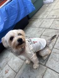 Found/Stray Male Dog last seen McKee Road and 680 freeway exit, San Jose, CA 95127