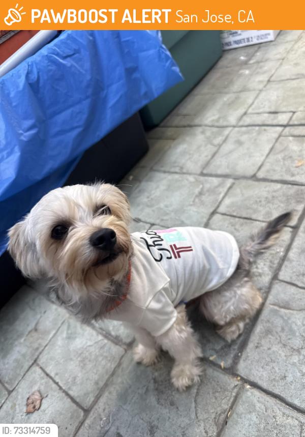 Found/Stray Male Dog last seen McKee Road and 680 freeway exit, San Jose, CA 95127