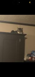 Lost Female Cat last seen Wendy’s, Oxford, OH 45056