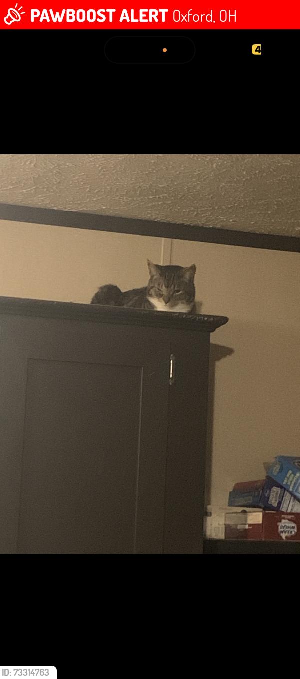 Lost Female Cat last seen Wendy’s, Oxford, OH 45056