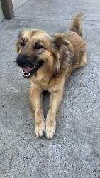 Reunited Female Dog last seen National Ave., San Diego, CA 92113
