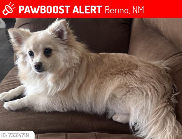 Lost Female Dog last seen Cross streets: Vargas St and Concepcion Ave, Berino, NM 88072