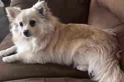 Lost Female Dog last seen Cross streets: Vargas St and Concepcion Ave, Berino, NM 88072