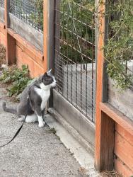 Lost Male Cat last seen 11th and Nehalem, Portland, OR 97202