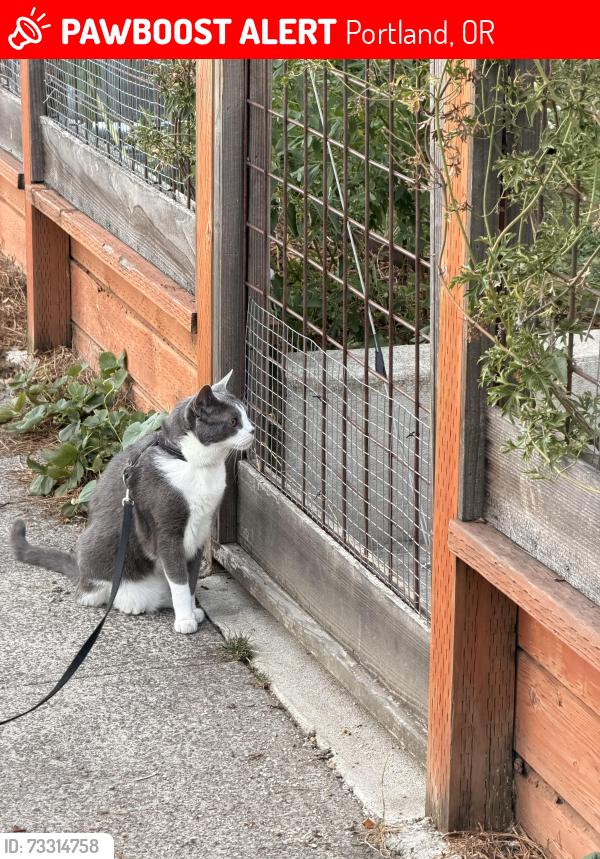 Lost Male Cat last seen 11th and Nehalem, Portland, OR 97202