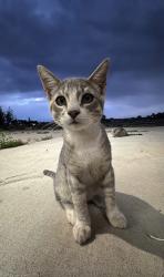 Lost Male Cat last seen County Road 29 & County Road 10, Fort Lupton, CO 80621, Fort Lupton, CO 80621